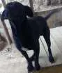 Cachorro raça Vira-lata idade 2 anos nome Spaike