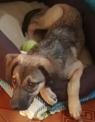 Cachorro raça SRD idade 7 a 11 meses nome Snoppy