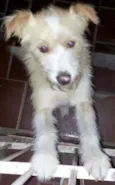 Rabito