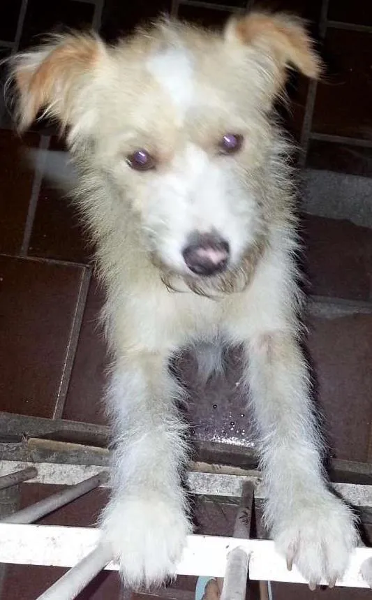 Cachorro ra a Vira lata idade 2 anos nome Rabito