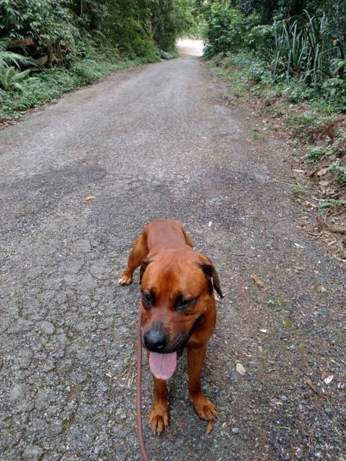 Cachorro ra a Boxer com rottweiler  idade 2 anos nome Maik