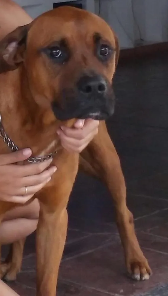Cachorro ra a Boxer com rottweiler  idade 2 anos nome Maik