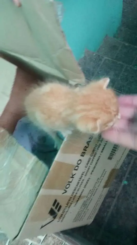 Gato raça  idade Abaixo de 2 meses nome não tem