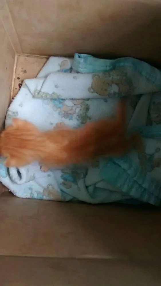 Gato raça  idade Abaixo de 2 meses nome não tem
