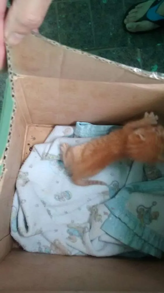 Gato raça  idade Abaixo de 2 meses nome não tem