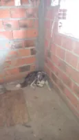 Japa