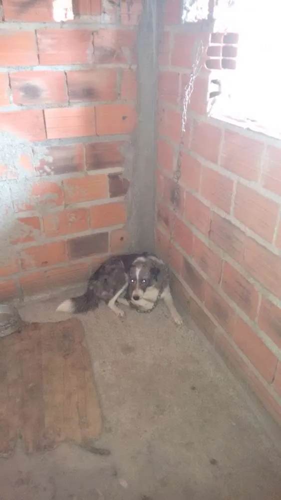 Cachorro ra a Vira lata idade 3 anos nome Japa