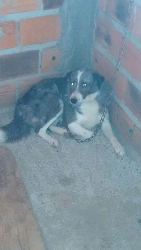 Cachorro ra a Vira lata idade 3 anos nome Japa