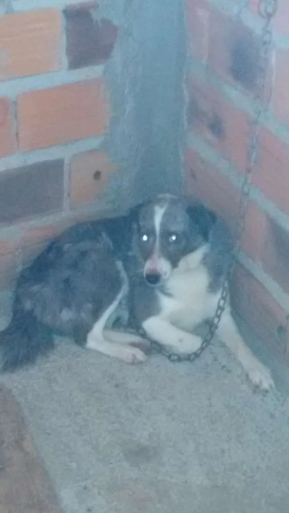 Cachorro ra a Vira lata idade 3 anos nome Japa