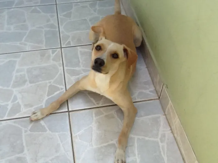Cachorro ra a Srd idade 2 anos nome Pig