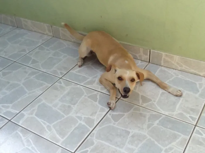 Cachorro ra a Srd idade 2 anos nome Pig