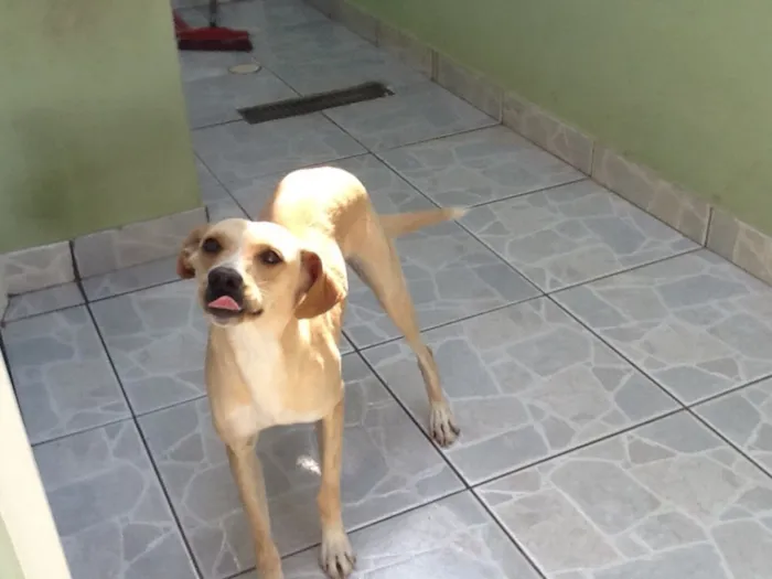 Cachorro ra a Srd idade 2 anos nome Pig