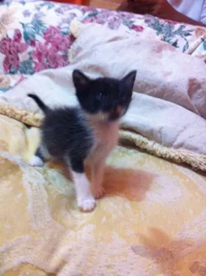 Gato raça srd idade Abaixo de 2 meses nome bebe cardoso