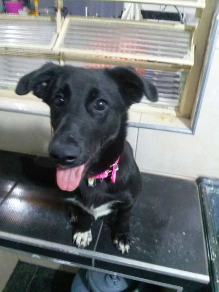 Cachorro ra a vira-lata idade 1 ano nome Luna