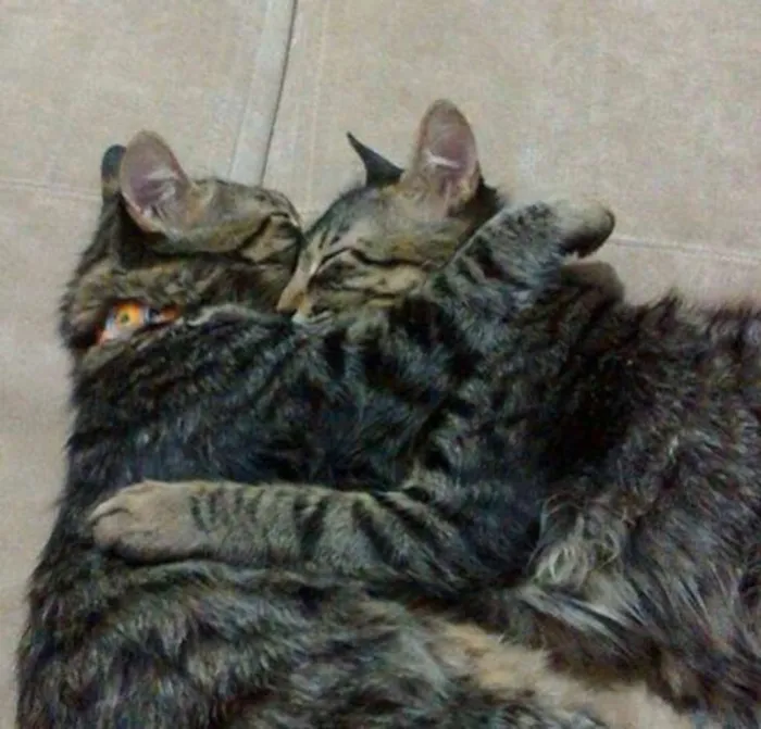 Gato ra a SRD idade 7 a 11 meses nome Leona e Alexa
