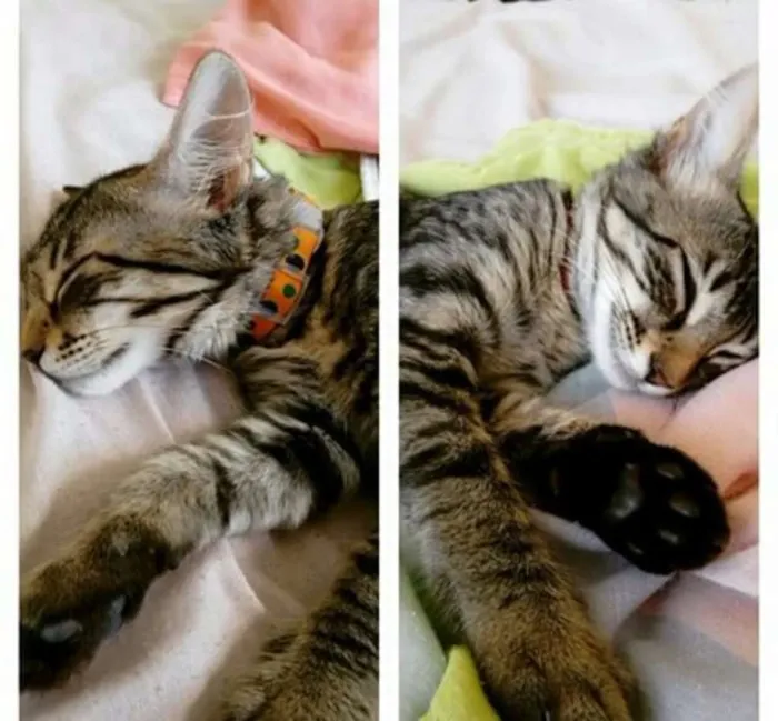 Gato ra a SRD idade 7 a 11 meses nome Leona e Alexa