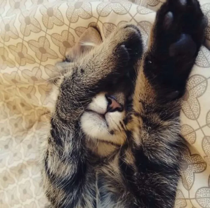 Gato ra a SRD idade 7 a 11 meses nome Leona e Alexa