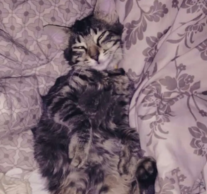 Gato ra a SRD idade 7 a 11 meses nome Leona e Alexa