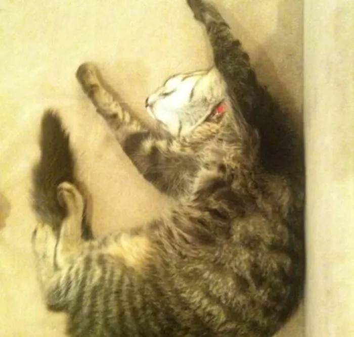 Gato ra a SRD idade 7 a 11 meses nome Leona e Alexa