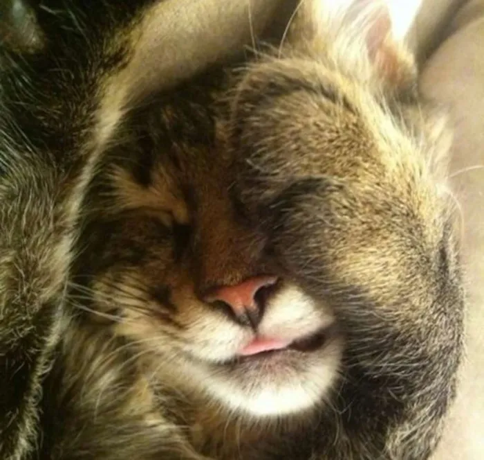 Gato ra a SRD idade 7 a 11 meses nome Leona e Alexa