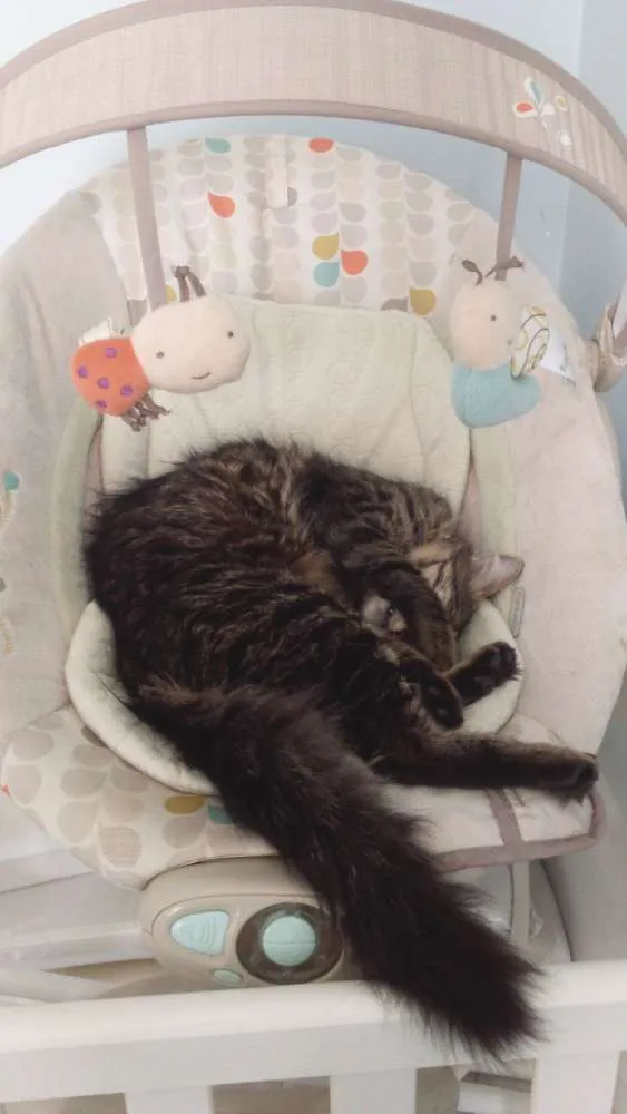 Gato ra a SRD idade 7 a 11 meses nome Leona e Alexa