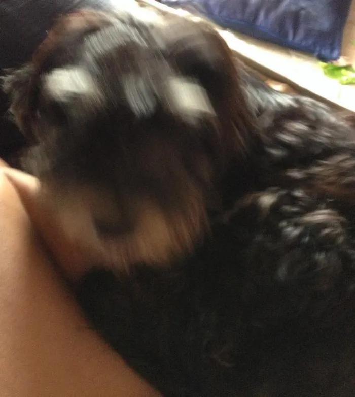 Cachorro ra a Desconhecida  idade  nome Romeu