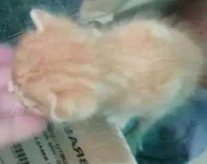 Gato raça  idade Abaixo de 2 meses nome não tem