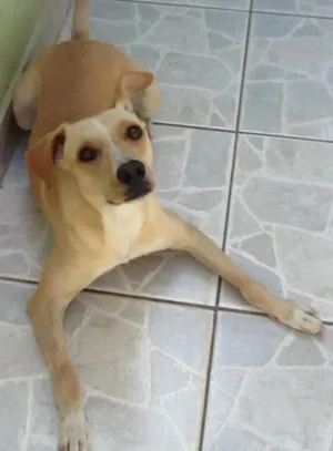 Cachorro raça Srd idade 2 anos nome Pig