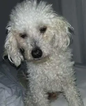 Cachorro raça Poodle idade 6 ou mais anos nome Costelinha GRATIFICA