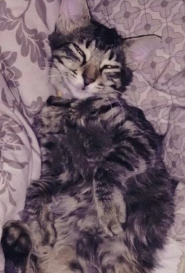 Gato ra a SRD idade 7 a 11 meses nome Leona e Alexa