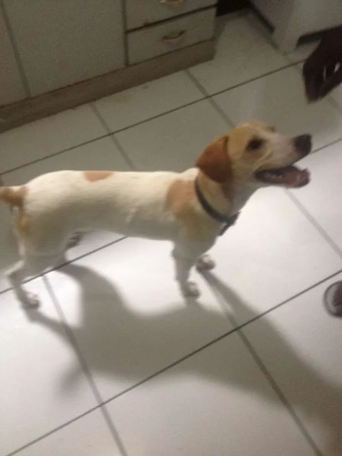 Cachorro ra a Vira Lata idade 7 a 11 meses nome Pingo