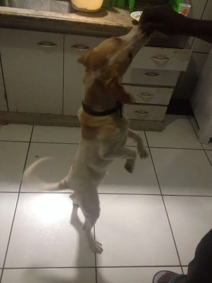 Cachorro ra a Vira Lata idade 7 a 11 meses nome Pingo