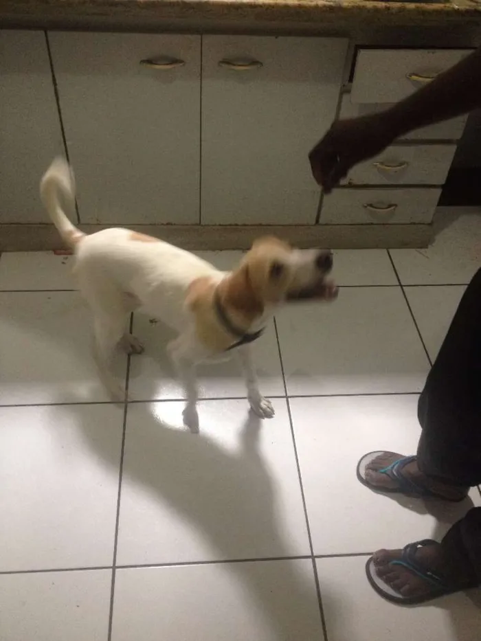 Cachorro ra a Vira Lata idade 7 a 11 meses nome Pingo