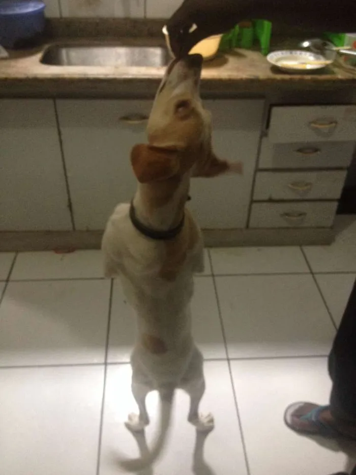 Cachorro ra a Vira Lata idade 7 a 11 meses nome Pingo