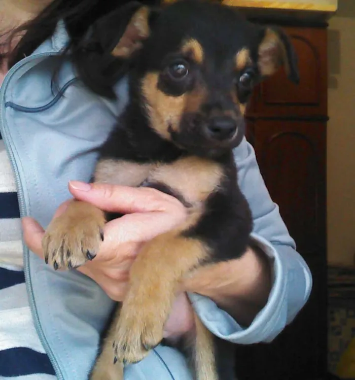 Cachorro ra a SRD idade 2 a 6 meses nome não tem