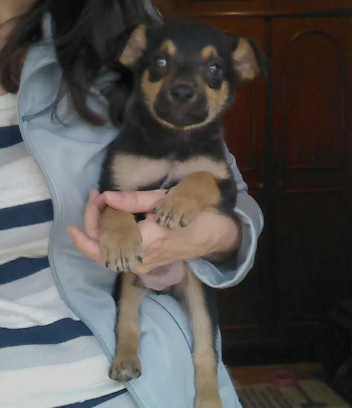 Cachorro ra a SRD idade 2 a 6 meses nome não tem