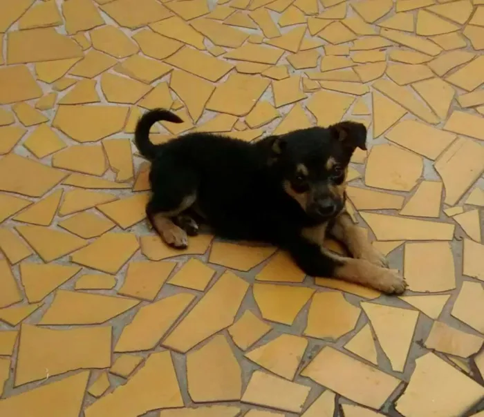 Cachorro ra a SRD idade 2 a 6 meses nome não tem