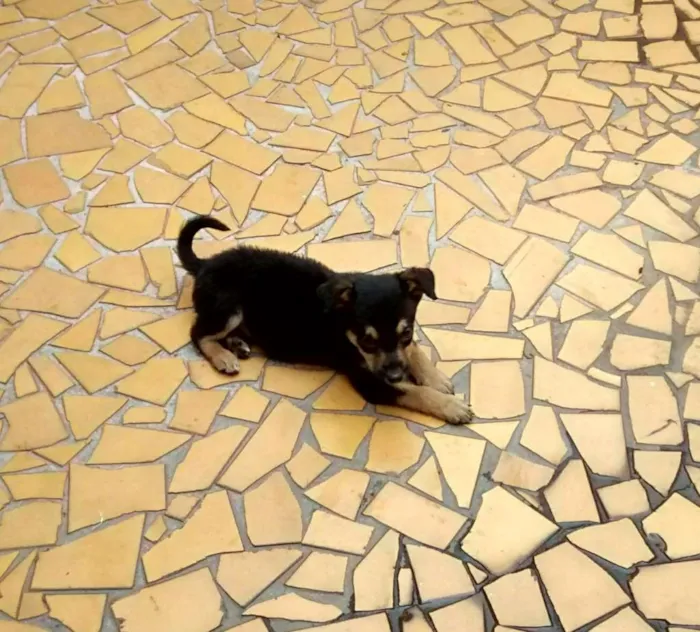 Cachorro ra a SRD idade 2 a 6 meses nome não tem