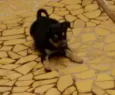não tem