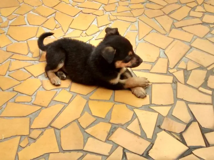 Cachorro ra a SRD idade 2 a 6 meses nome não tem