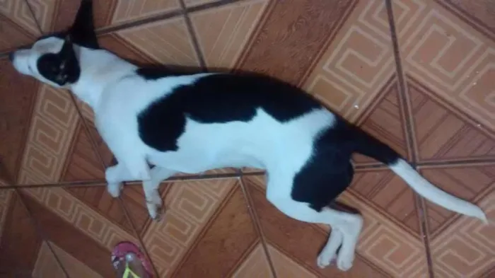 Cachorro ra a vira-lata  idade 2 a 6 meses nome Felicia 