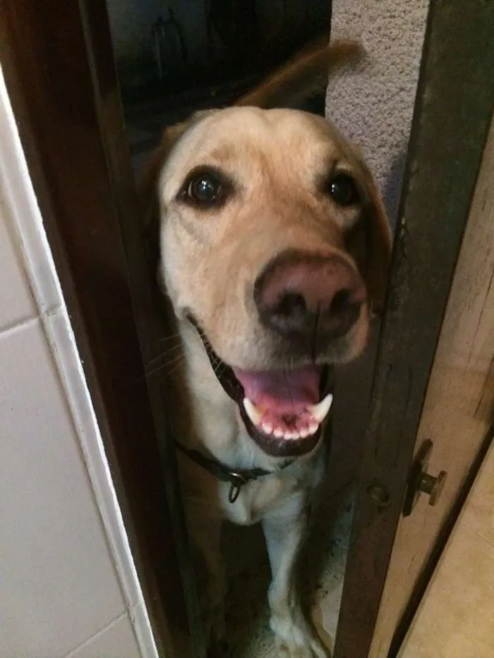 Cachorro ra a Labrador idade 5 anos nome Ralf