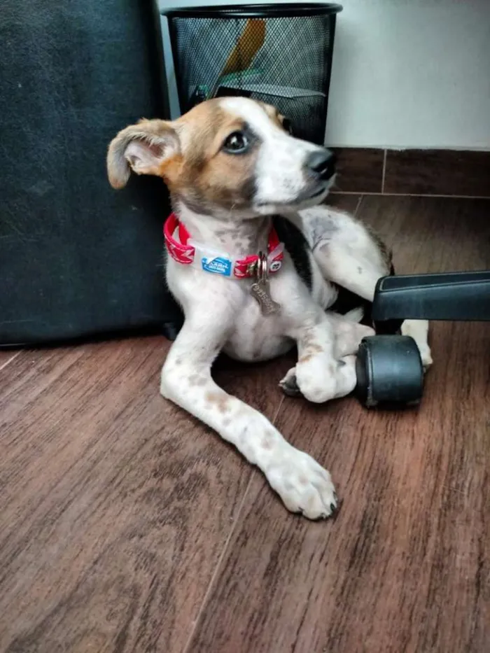 Cachorro raça SRD idade 2 a 6 meses nome Lola GRATIFICA