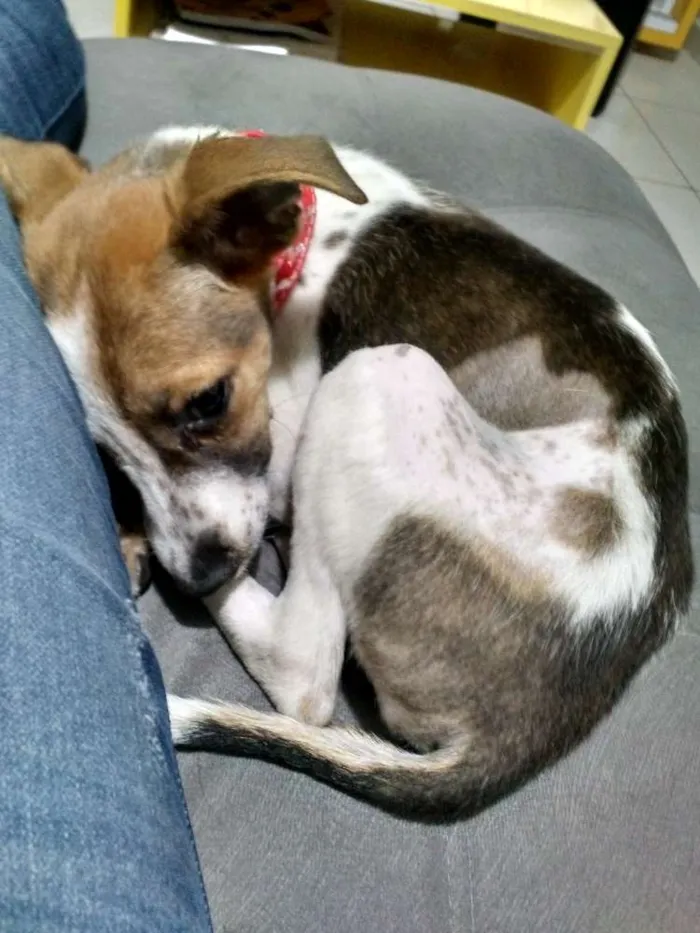 Cachorro raça SRD idade 2 a 6 meses nome Lola GRATIFICA