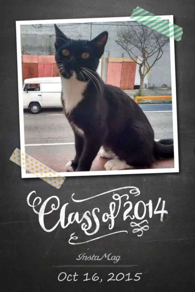 Gato ra a SRD idade 7 a 11 meses nome Malika