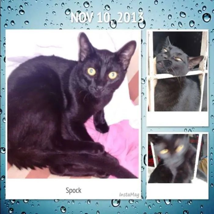 Gato ra a SRD idade 7 a 11 meses nome Spock