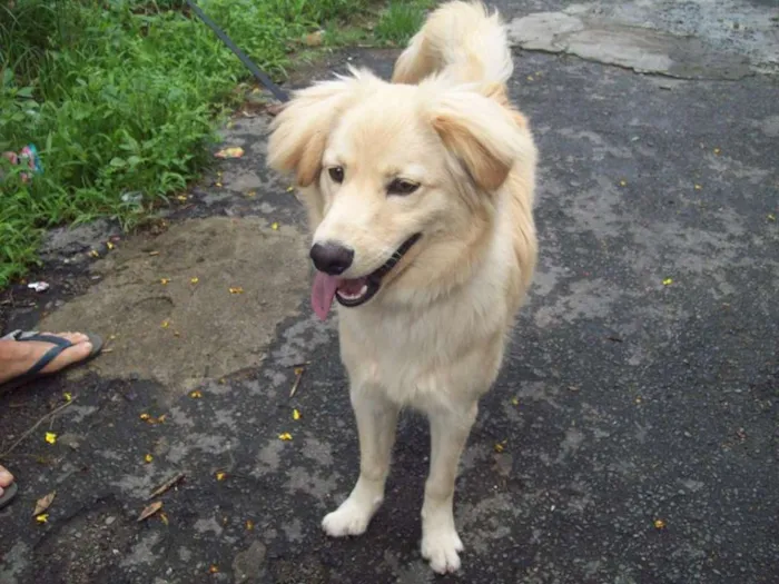 Cachorro ra a SRD idade 7 a 11 meses nome GALAK