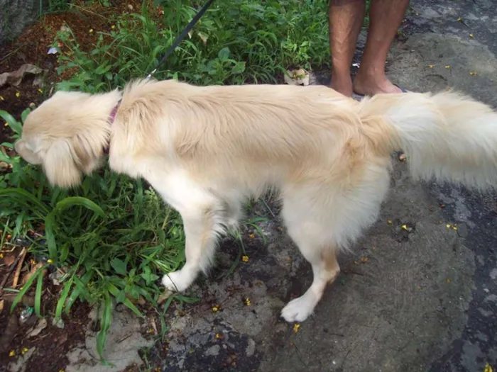 Cachorro ra a SRD idade 7 a 11 meses nome GALAK