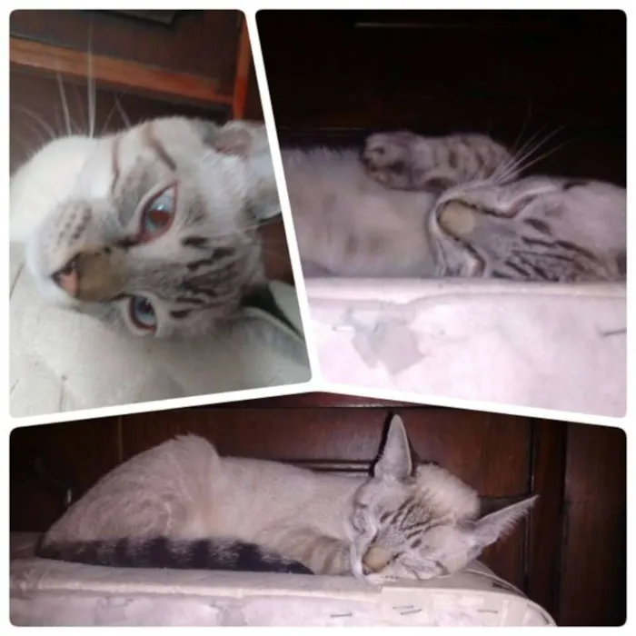 Gato ra a SRD idade 7 a 11 meses nome Pequeno