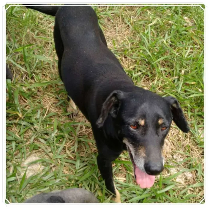 Cachorro raça SRD idade 6 ou mais anos nome Tina